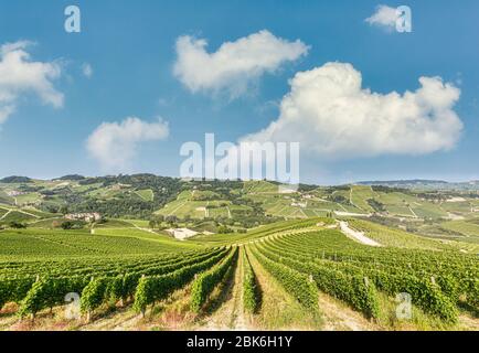 Langhe Region, Piemont, Italien. Weingärten Landschaft im Frühjahr - Sommer. Stockfoto