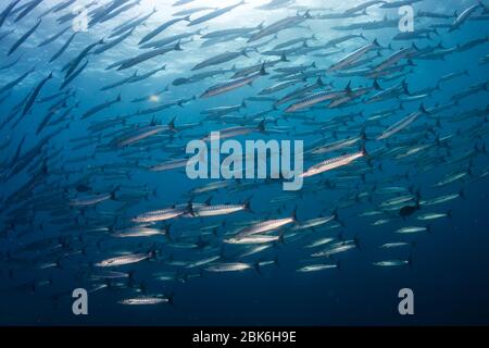 Eine Schule des schlanken Chevron Barracuda (Blackfin Barracuda) in einem blauen, tropischen Ozean Stockfoto