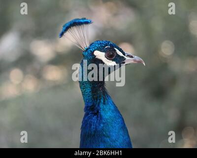 Nahaufnahme eines blauen männlichen Pfauenkopfes auf natürlichem verschwommenem Waldhintergrund Stockfoto