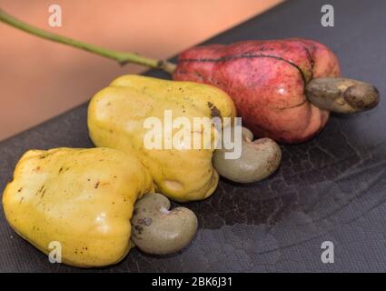 Cashew Obst vor der Tür Stockfoto