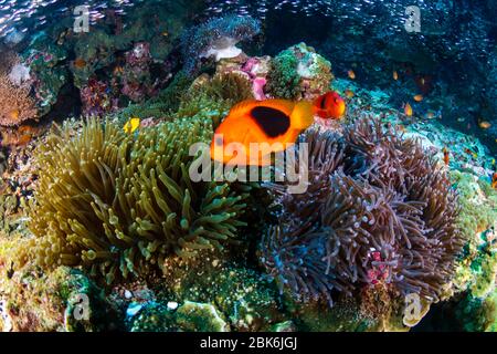 Familie der Rotsattelbarsche Anemonefish (Clownfish) in ihrer Wirtsanemone auf einem tropischen Korallenriff (Richelieu Rock, Surin Islands, Thailand) Stockfoto