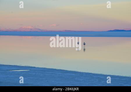 Zwei Flamingos am Salar de Uyuni, Bolivien Stockfoto