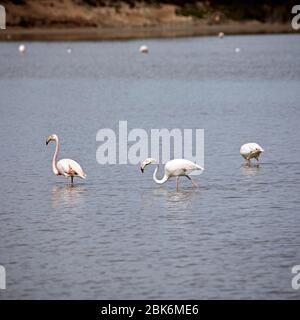 Flamingos an den Salina Seen in San Pedro del Pinatar, Spanien. Stockfoto