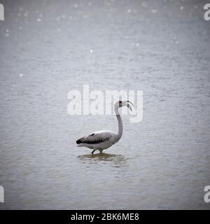 Flamingos an den Salina Seen in San Pedro del Pinatar, Spanien. Stockfoto