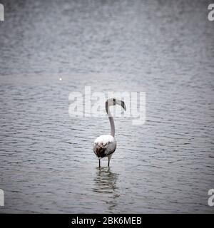 Flamingos an den Salina Seen in San Pedro del Pinatar, Spanien. Stockfoto