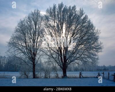 2 Eichen mit Raureif auf einem Feld im Elbmarsch gegen die Sonne. Stockfoto