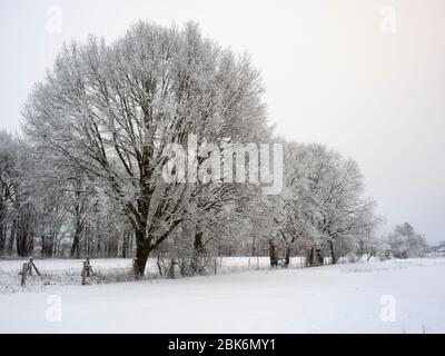 Eichen mit Raureif auf einem Feld in der Elbmarsch gegen die Sonne. Stockfoto