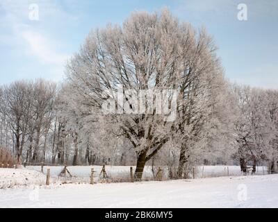 Eichen mit Raureif auf einem Feld in der Elbmarsch gegen die Sonne. Stockfoto