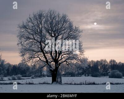 Eichenbaum mit Raureif auf einem Feld in der Elbmarsch gegen die Sonne. Stockfoto