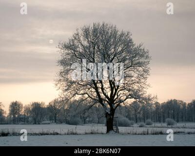 Eichenbaum mit Raureif auf einem Feld in der Elbmarsch gegen die Sonne. Stockfoto