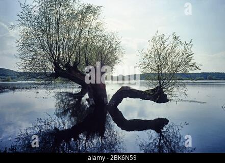 Pollard Weide Baum am überfluteten Ufer der Elbe bei Hitzacker, Deutschland. Stockfoto
