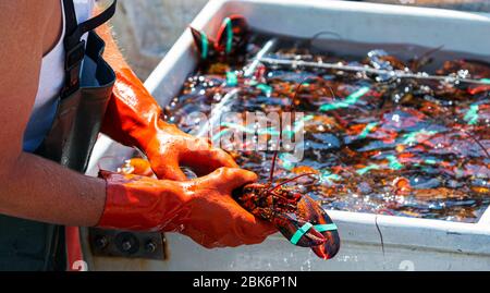 Live Maine Hummer ist in einer Fischerhand, wie der Fischer sortiert den Tagesfang von Hummer in separate Behälter nach Größe für den Verkauf auf der Fischmarke Stockfoto