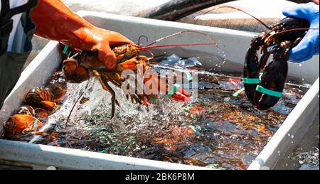 Ein schwarzer und ein oranger Hummer werden von Fischern in separaten Behältern mit lebenden Hummer gehalten und sortiert, die auf dem Markt verkauft werden. Stockfoto