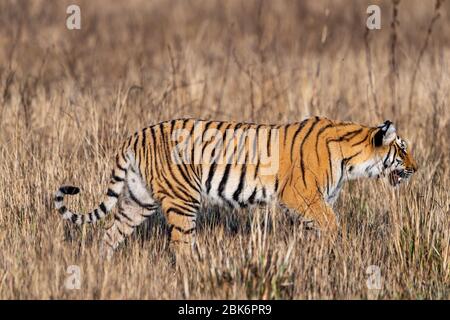 corbett Tiger auf dem Weg ins Grasland. Seitenansicht des Tiger in voller Länge gesichtet in Safari in dhikala Zone von jim corbett Nationalpark oder Tiger Reserve Stockfoto