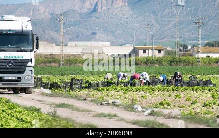 Murcia, Spanien, 2. Mai 2020: Bauern während der Sperrung des Coronavirus. Landwirte oder Landarbeiter, die während der Ernte von Salat in landwirtschaftlichen Plantagen Stockfoto