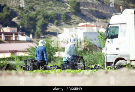 Murcia, Spanien, 2. Mai 2020: Bauern während der Sperrung des Coronavirus. Landwirte oder Landarbeiter, die während der Ernte von Salat in landwirtschaftlichen Plantagen Stockfoto