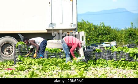 Murcia, Spanien, 2. Mai 2020: Bauern während der Sperrung des Coronavirus. Landwirte oder Landarbeiter, die während der Ernte von Salat in landwirtschaftlichen Plantagen Stockfoto