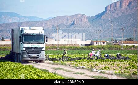 Murcia, Spanien, 2. Mai 2020: Bauern während der Sperrung des Coronavirus. Landwirte oder Landarbeiter, die während der Ernte von Salat in landwirtschaftlichen Plantagen Stockfoto