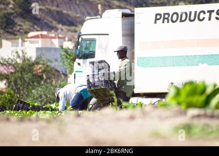 Murcia, Spanien, 2. Mai 2020: Bauern während der Sperrung des Coronavirus. Landwirte oder Landarbeiter, die während der Ernte von Salat in landwirtschaftlichen Plantagen Stockfoto