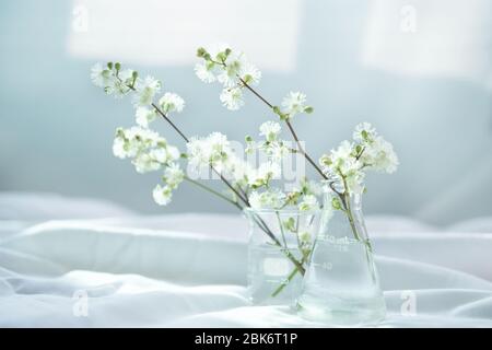 Weiße Natur Wildblume in Glas Wissenschaft Flasche und Becher für Bio-Kosmetik Hautpflege Forschungskonzept mit weichem weißen Stoff Fenster Licht Hintergrund Stockfoto