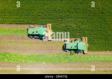 John Deere Mähdrescher Verarbeitung eines großen Weizenfeldes für Silage, Luftaufnahme. Stockfoto