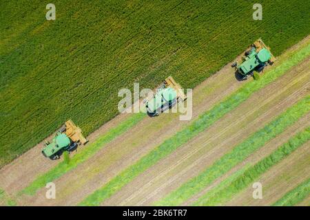 John Deere Mähdrescher Verarbeitung eines großen Weizenfeldes für Silage, Luftaufnahme. Stockfoto