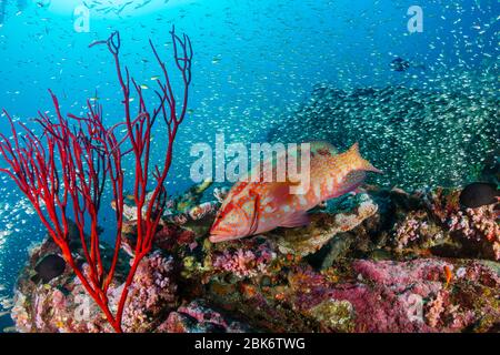 Korallenriff (Coral Cod) auf einem bunten, unterwasser tropischen Korallenriff Stockfoto