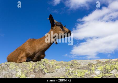 Alpine Ziege auf Felsen in den österreichischen Alpen Stockfoto