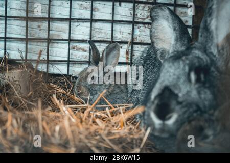 Riesige Kaninchenfamele mit kleinen kleinen Hasen im Käfig, die sich nach dem Essen entspannen. Stockfoto