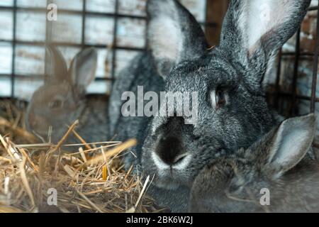 Riesige Kaninchenfamele mit kleinen kleinen Hasen im Käfig, die sich nach dem Essen entspannen. Stockfoto