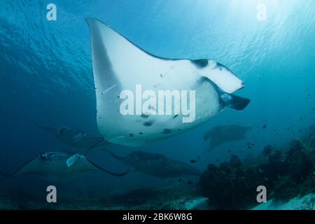 Manta Roys - Manta alfredi, Besuch einer Reinigungsstation. Aufgenommen im Komodo Nationalpark, Indonesien. Stockfoto