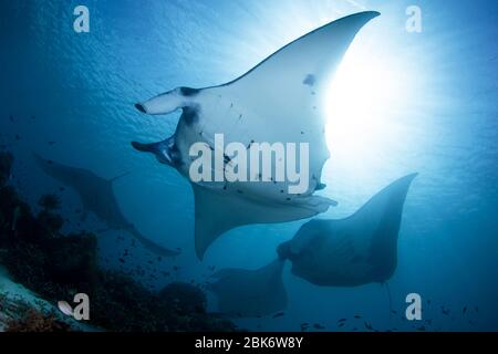 Manta Rochen - Manta alfredi, Besuch einer Reinigungsstation, eine mit möglichen Propellernarben. Aufgenommen im Komodo Nationalpark, Indonesien. Stockfoto