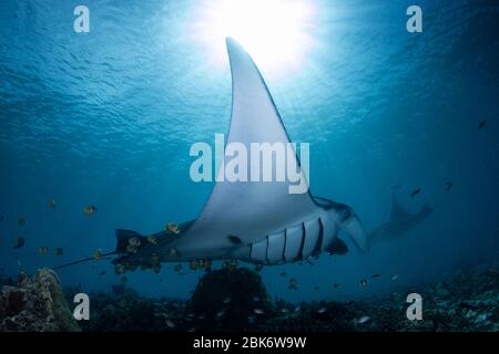 Manta Roys - Manta alfredi, Besuch einer Reinigungsstation mit begleitenden Schmetterlingsfischen. Aufgenommen im Komodo Nationalpark, Indonesien. Stockfoto