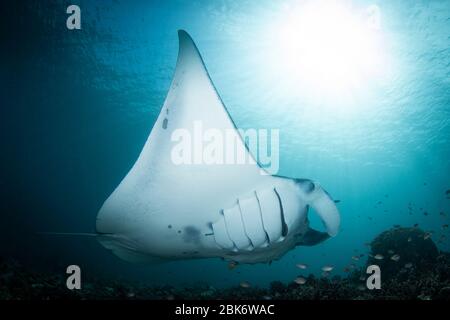 Manta Roys - Manta alfredi, Besuch einer Reinigungsstation. Aufgenommen im Komodo Nationalpark, Indonesien. Stockfoto