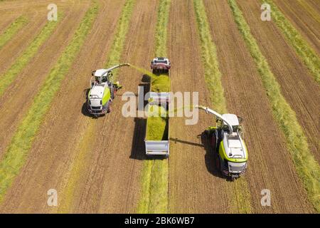 Kombinieren Sie Kommissionierung und Zerkleinerung geernteten Weizen für Silage und entlädt auf einem Doppel-Anhänger LKW, Aerial Footage. Stockfoto