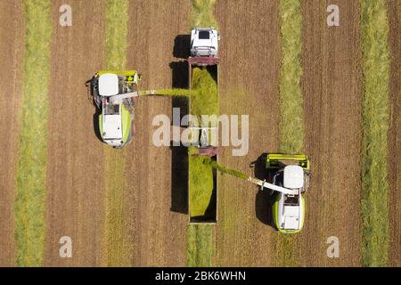 Kombinieren Sie Kommissionierung und Zerkleinerung geernteten Weizen für Silage und entlädt auf einem Doppel-Anhänger LKW, Aerial Footage. Stockfoto