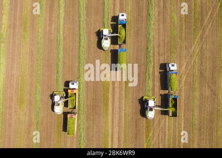 Kombinieren Sie Kommissionierung und Zerkleinerung geernteten Weizen für Silage und entlädt auf einem Doppel-Anhänger LKW, Aerial Footage. Stockfoto