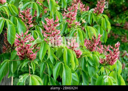 Detail einer rot blühenden Rosskastanie, Aesculus pavia Stockfoto