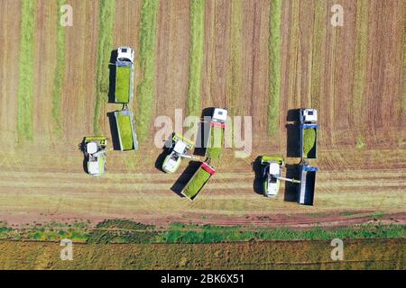 Kombinieren Sie Kommissionierung und Zerkleinerung geernteten Weizen für Silage und entlädt auf einem Doppel-Anhänger LKW, Aerial Footage. Stockfoto