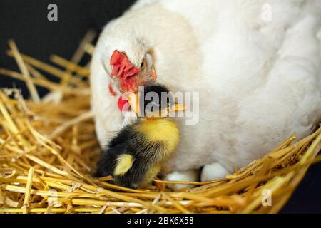 Henne adoptierte eine neugeborene Ente. Eine Henne, die in einem Nest sitzt und ein Entlein beschützt. Nahaufnahme Foto. Henne und neugeborene Ente auf einem Bauernhof. Ökologischer Landbau Stockfoto