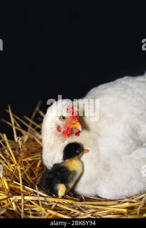 Hähnchen aus Freilandhaltung und ihre geschlüpfte Ente. Hen adoptierte eine neugeborene Ente. Ein Huhn, das in einem Nest sitzt und ein Entenlein beschützt. Henne und neugeborene Ente auf einem Nest. Stockfoto