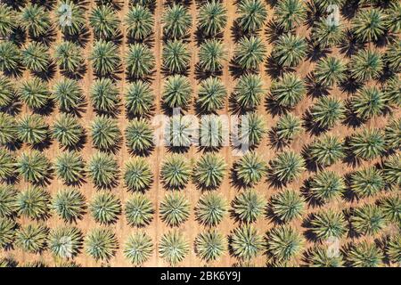 Top down Luftaufnahme einer großen Dattelpalmen-Plantage in der Wüste. Stockfoto