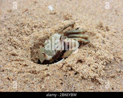 Krabbe graben ein Loch in den Sand Stockfoto