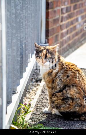 Streunende Schildkrötenkatze, die draußen mit runzelndem Gesicht sitzt, Limehouse, London, Großbritannien Stockfoto