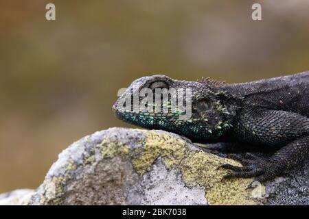 Nahaufnahme eines dunklen Southern Rock Agama (Agama atra), der sich auf einem Felsen im Cape of Good Hope National Park entspannt. Verschwommener Hintergrund, Kopierbereich. Stockfoto