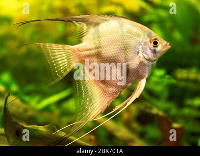 Angelfish Stockfoto