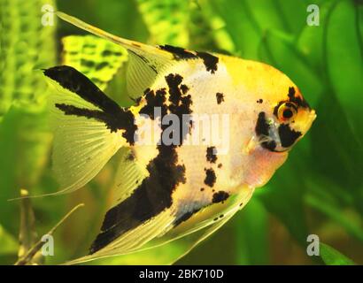 Angelfish Stockfoto