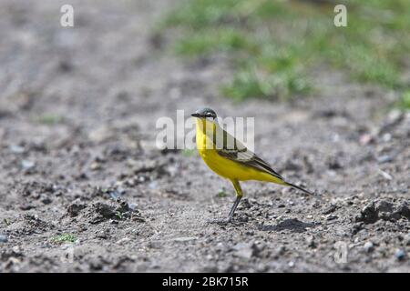 Westgelber Schwanz (Sykes-Schwanz, Motacilla flava beema), im Kazbegi-Nationalpark, Georgia. Stockfoto