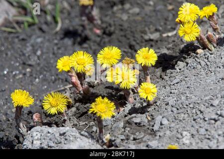 Coltsfoot (Tussilago farfarfara), blühende Wildblume im Hochkaukasus in der Nähe des Kreuzpasses (2379m), Georgien. Stockfoto