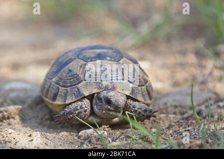 Griechische Schildkröte auch bekannt als Spur-thighed Tortoise (Testudo graeca), Ost-Georgien. Stockfoto